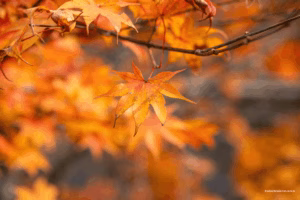 Outono 2026: a estação ideal para criar hábitos